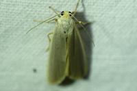 Manulea pseudocomplana