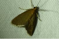 Evergestis aenealis