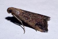 Metallostichodes nigrocyanella