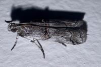 Pempelia palumbella
