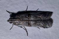 Pempelia palumbella