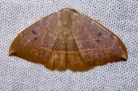 Watsonalla uncinula