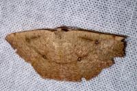Cyclophora puppillaria