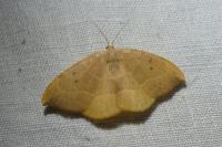Watsonalla binaria