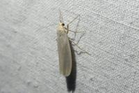 Eilema caniola