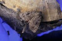 Amphipyra pyramidea
