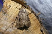 Amphipyra pyramidea