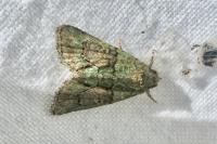 Cryphia algae/pallida/ochsi