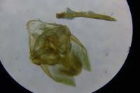 Phycitodes inquinatella