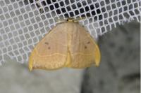 Watsonalla binaria