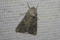 Anarta trifolii