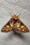 Chrysodeixis chalcites