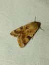 Heliothis peltigera
