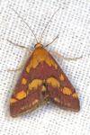 Pyrausta purpuralis
