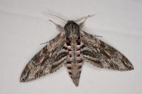 Agrius convolvuli