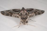 Agrius convolvuli