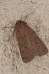 Xestia castanea