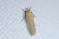 Katha depressa