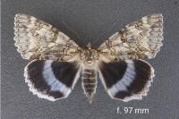 Catocala fraxini