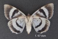 Catocala fraxini