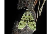 Griposia aprilina