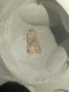 Propenistra laevis