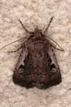 Xestia agathina