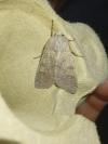 Ammoconia caecimacula
