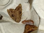 Amphipyra pyramidea/Amphipyra berbera
