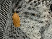 Noctua fimbriata