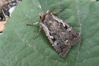 Xestia agathina