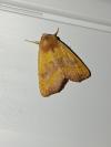 Atethmia centrago
