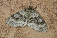 Nothocasis sertata