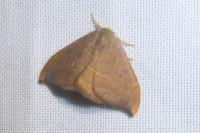 Watsonalla binaria
