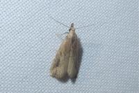 Schrankia costaestrigalis