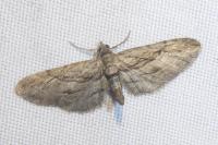 Eupithecia phoeniceata