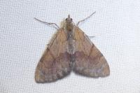 Pennithera firmata firmata