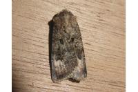 Agrotis trux