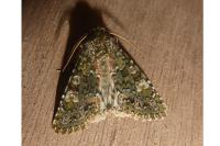 Polymixis lichenea