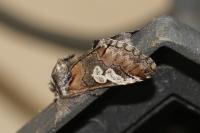 Diloba caeruleocephala