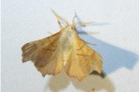 Ennomos fuscantaria