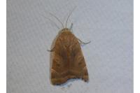 Noctua fimbriata