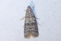 Dioryctria simplicella