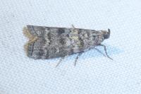 Dioryctria simplicella