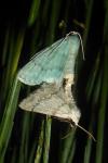Pseudoterpna pruinata