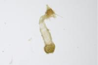 Ancylosis oblitella