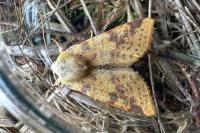 Cirrhia icteritia