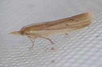 Ematheudes punctella
