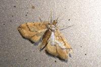 Hydriris ornatalis