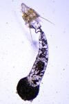 Ancylosis oblitella